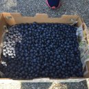 메이플 베이 (maple bay) 이미지