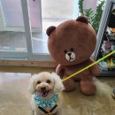 몽쁘띠끄 이미지