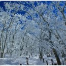 2/25(토) 100대 명산 눈꽃처럼 피어 있는 상고대 산행, 소백산(1439.7m) 이미지