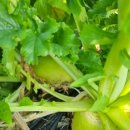 명관농장 | 배추와무 쪽파 김장 할 수 있나?