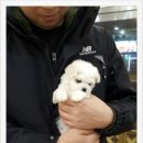 바둑아 놀자 이미지