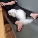 백두동물병원 이미지