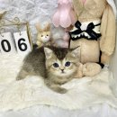 오독 | 건강보증 있어서 안심됐던 파주 고양이입양 오독안심입양센터 후기