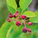 산사나무한의원 이미지