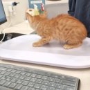 앤(N)고양이병원 이미지