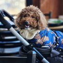 발편한동물병원 | [공지] 강아지 비행기 탑승 방법 총정리, 대한항공 프레스티지석 반려견 동반 후기