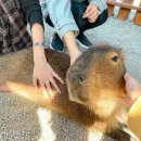 정열농장 | 대만 패키지 4살 딸과 다녀온 후기 이란 여행 포함 가족여행 코스 추천