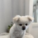 카페진