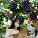 과일나라테마공원1 이미지