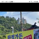 10월24일 (목요일 ) 행주산성 화정가든 보리굴비 드시고 행주산성 근처 창릉천 코스모스 축제 구경하고 카페서 덕담 나누고 해산합니다 이미지