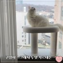 두잇 고양이 스크래쳐 캐르테논 묘생 필수템으로 잘샀다 [내돈내산]사용후기