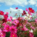 코스모스 이미지