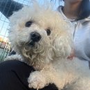 별내 애견셀프목욕 “BUBBLE DOGS" |버블독스 강아지 목욕 후기 |별내 반려동물 전용 빨래방 |별내 펫...