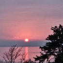 반도스파인 이미지