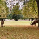 쉼터사슴 이미지