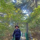 10월 정기산행 : 가평 축령산 '잣나무 푸른숲' (피톤치드 휴양) 이미지