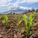 정무농장 이미지