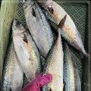 12월 11일(월) 목포는항구다 생선카페 판매생선 [ 생물고등어(특대) , 쏨팽이, 대파갈치( 3미, 4미), 횟감용 참돔 ] 이미지
