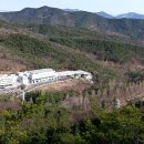 늑대와 여우 이미지