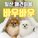 바우바우(Baubau) | [고양 바우바우] 포메라니안 풀콧관리 잘하는 일산 애견미용 후기