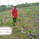 새순농장 Daum카페