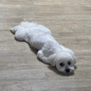 부티크멍 애견미용실 이미지