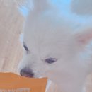 멍포유