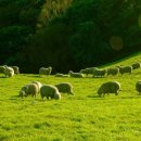 은혜목장 이미지