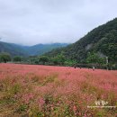 삼옥2리마을회관 | 영월 가볼만한곳 추천 동강 붉은메밀꽃축제 후기