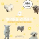 C.T.종합동물병원 | [반려동물] 11세 노견 강아지 건강 관리법 꿀팁 공유(피부병/영양제/관절약/스케일링 등)