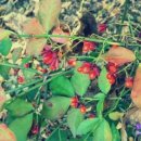 나무와나무 이미지