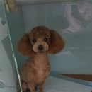 까까줄개 이미지