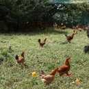 한진 목장 이미지