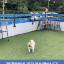 더 퍼피즈 블루오션 | 양양 더퍼피즈블루오션, 가격 대비 시설 이 정도일 줄 몰랐습니다