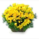 후리지아 이미지