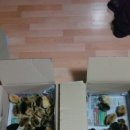 오골계농원