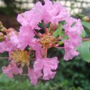 배롱나무[crape myrtle]꽃과 백일홍 꽃의 이야기 이미지