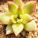 별따오기 이미지