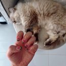 태국 치앙마이 네일샵 네일즈룸 nails.roomm 후기