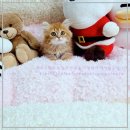 미앤유펫 강아지 고양이 원주점 | 강아지분양 고민 끝! 건강하고 행복한 반려견 입양 가이드