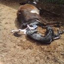 경이농장 이미지