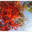 2020-11월15(일)당일.경기도 곤지암 화담숲 수목원 황홀한 가을여행 이미지