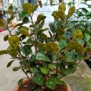 Ficus deltoidea 휘커스 델토이데아 보세요 이미지