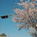 (주)리코 | 리코 GR3x HDF | 벚꽃 출사 성공하는 법 (ISO 100 + HDF 사용 후기)