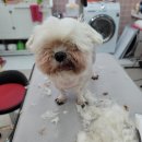 오도DOG 펫살롱 이미지