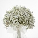 수국과안개꽃 카카오 검색결과