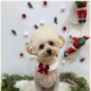 완산애견 이미지