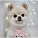 미소애견 미용실 이미지