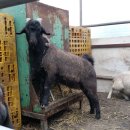 낭산염소농장 이미지