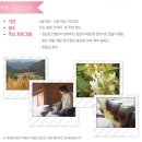 꽃초 | 마몽드 퍼스트 에너지 세럼 / 마몽드 꽃초 세럼 후기 / 마몽드 에센스 추천